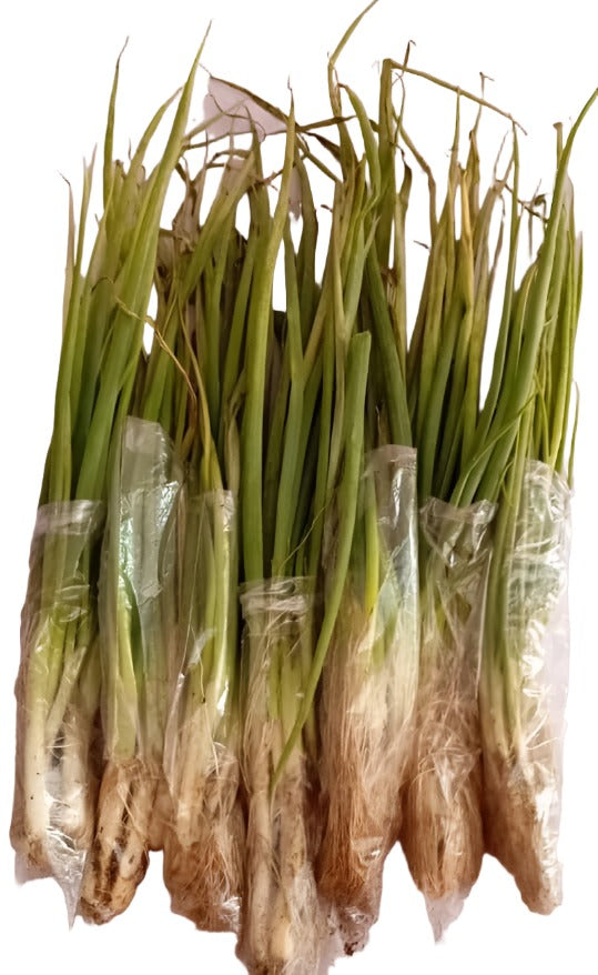 Fresh Spring Onions | MMF97a